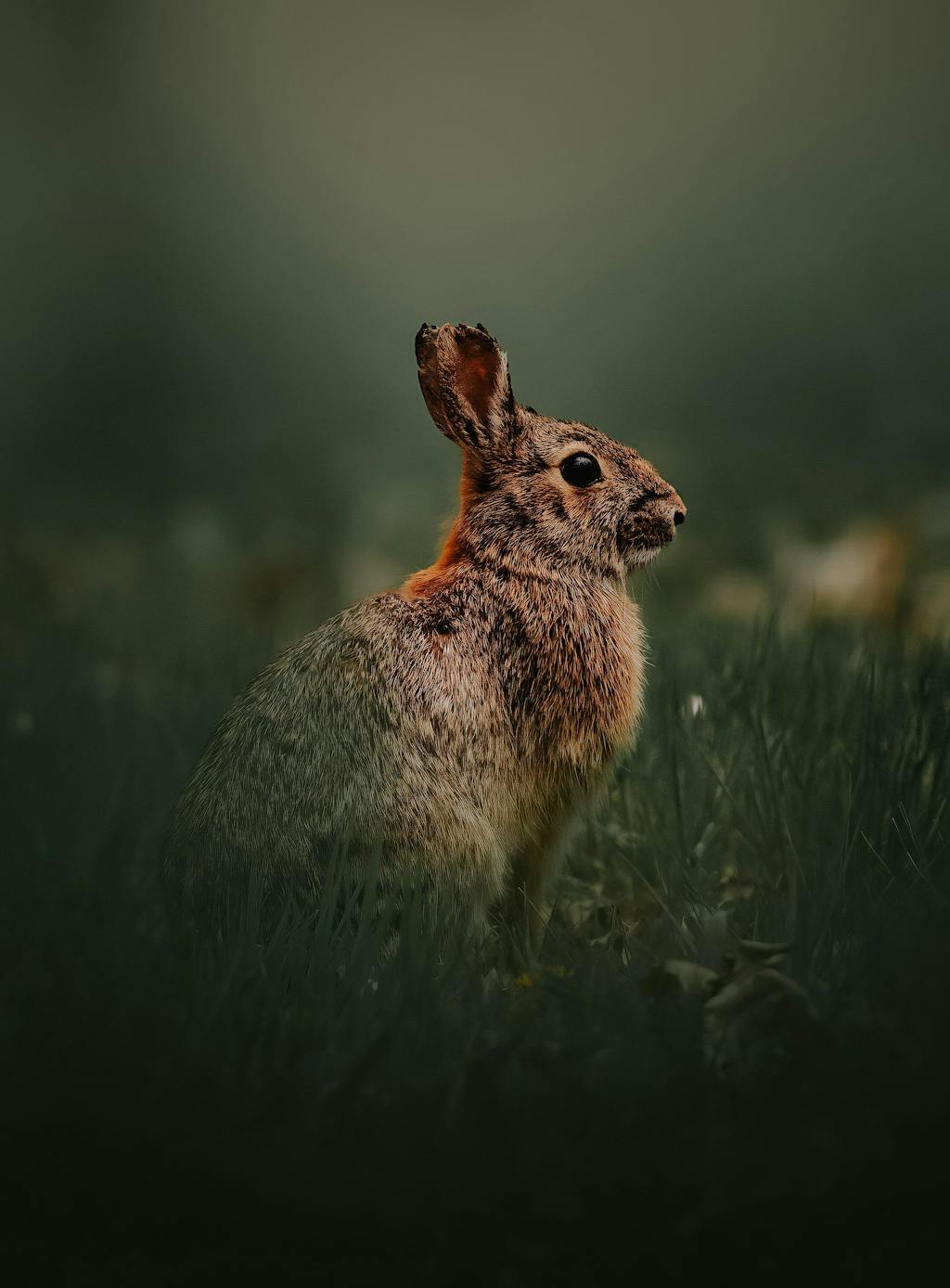 NordStudios™ 'All - In - One' | Mobile & Desktop Lightroom Presets