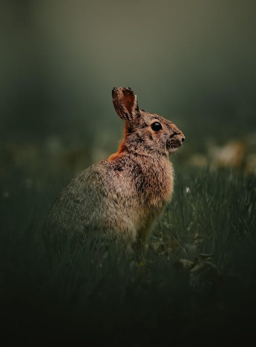 NordStudios™ 'All - In - One' | Mobile & Desktop Lightroom Presets