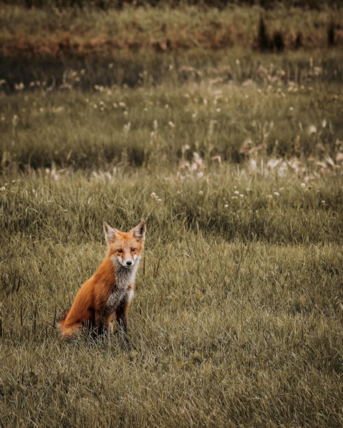 NordStudios™ 'All - In - One' | Mobile & Desktop Lightroom Presets