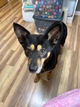 Turmeric Wellness+ | Turmeric and MCT Oil blend