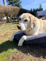 Marshmallow | Pure Marshmallow Root Powder