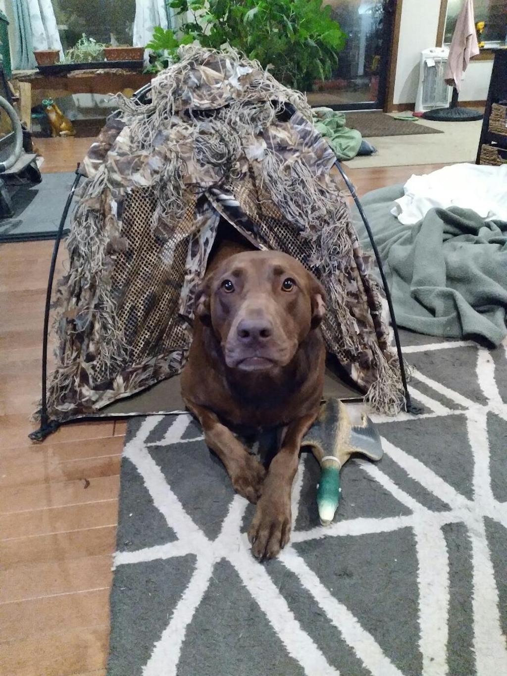 Dog Blind - Lightweight - Quick Set Up - Take Down - Wetland Camo