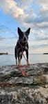 The Sniff Walker North Tail Leash