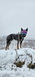 The Summit Adjustable Hands-Free Leash