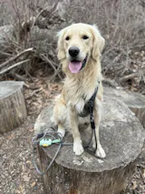 The Summit Seeker North Tail Leash