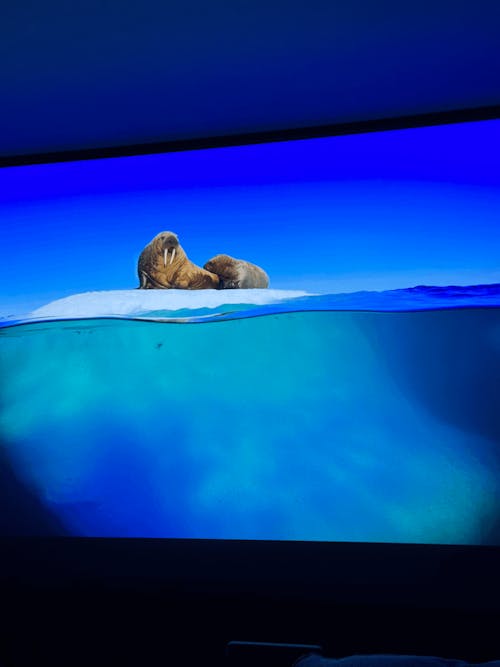 84''-130'' NothingProjector Black Series ALR Motorized Floor Rising Screen For Ultra Short Throw Projector