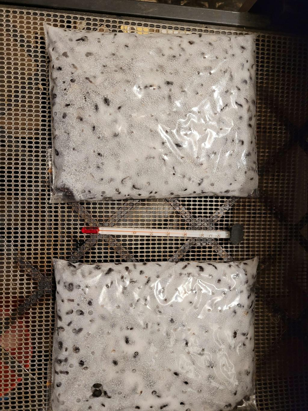 Organic Tempeh Starter Culture 10g Tempeh Food