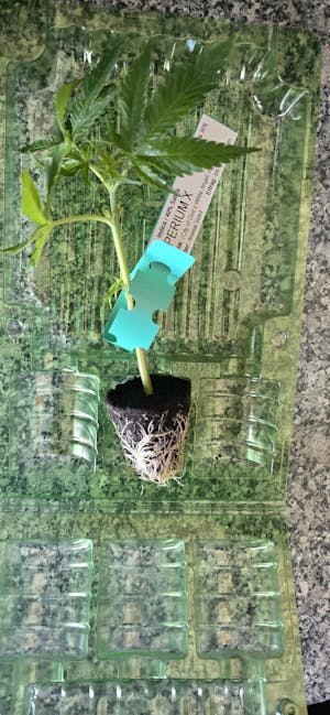 Imperium X - Anesia Seeds - Steckling