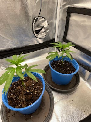 Mimosa x Orange Punch - Steckling