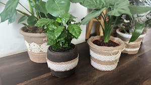 Biobizz | Alg-A-Mic Vitality Stimulant