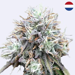 Mimosa x Orange Punch  Barney's Farm - Steckling