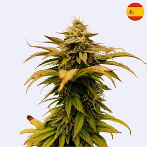 Sleepy Joe - Anesia Seeds - Steckling