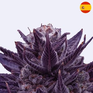 Imperium X - Anesia Seeds - Steckling