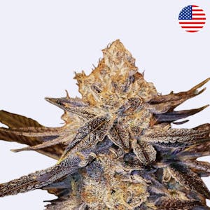 Candy Store - Ethos Genetics - Steckling