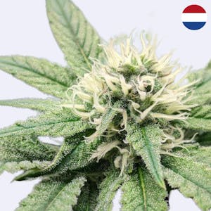 Super Silver Haze - Steckling