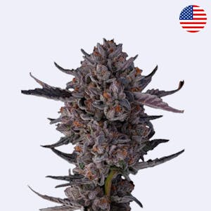 Jokerz - Compound Genetics - Steckling