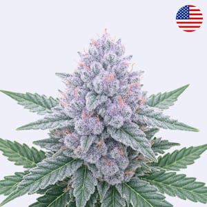 Crostata - Phinest Cannabis - Steckling