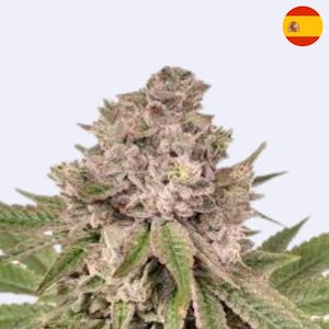 Gorilla Glue 4 - Bulk Seeds - Steckling