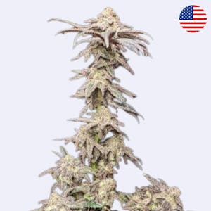 Miracle Alien Cookies (MAC) - Capulator - Steckling