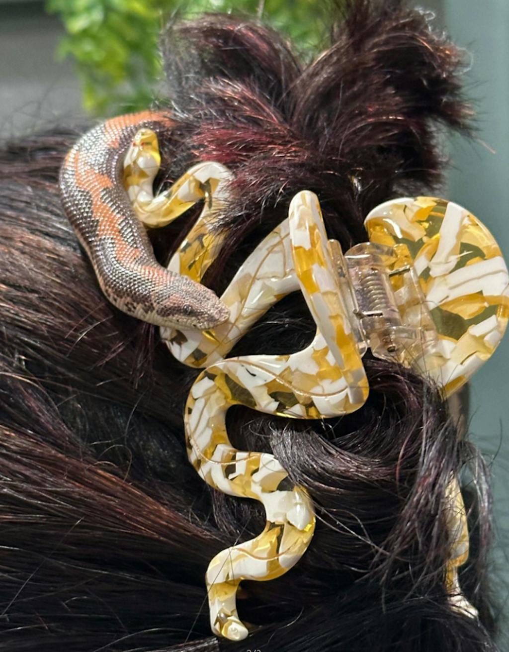 Large Rare Colour Ball Python Hair Claw丨NueShiny
