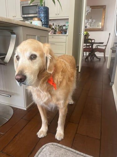 The Original FureverBrush® - Pro Grooming Tool