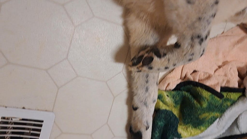 The Original FureverBrush® - Pro Grooming Tool