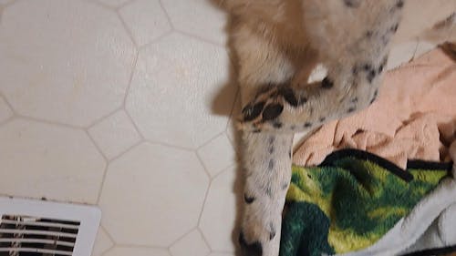 The Original FureverBrush® - Pro Grooming Tool