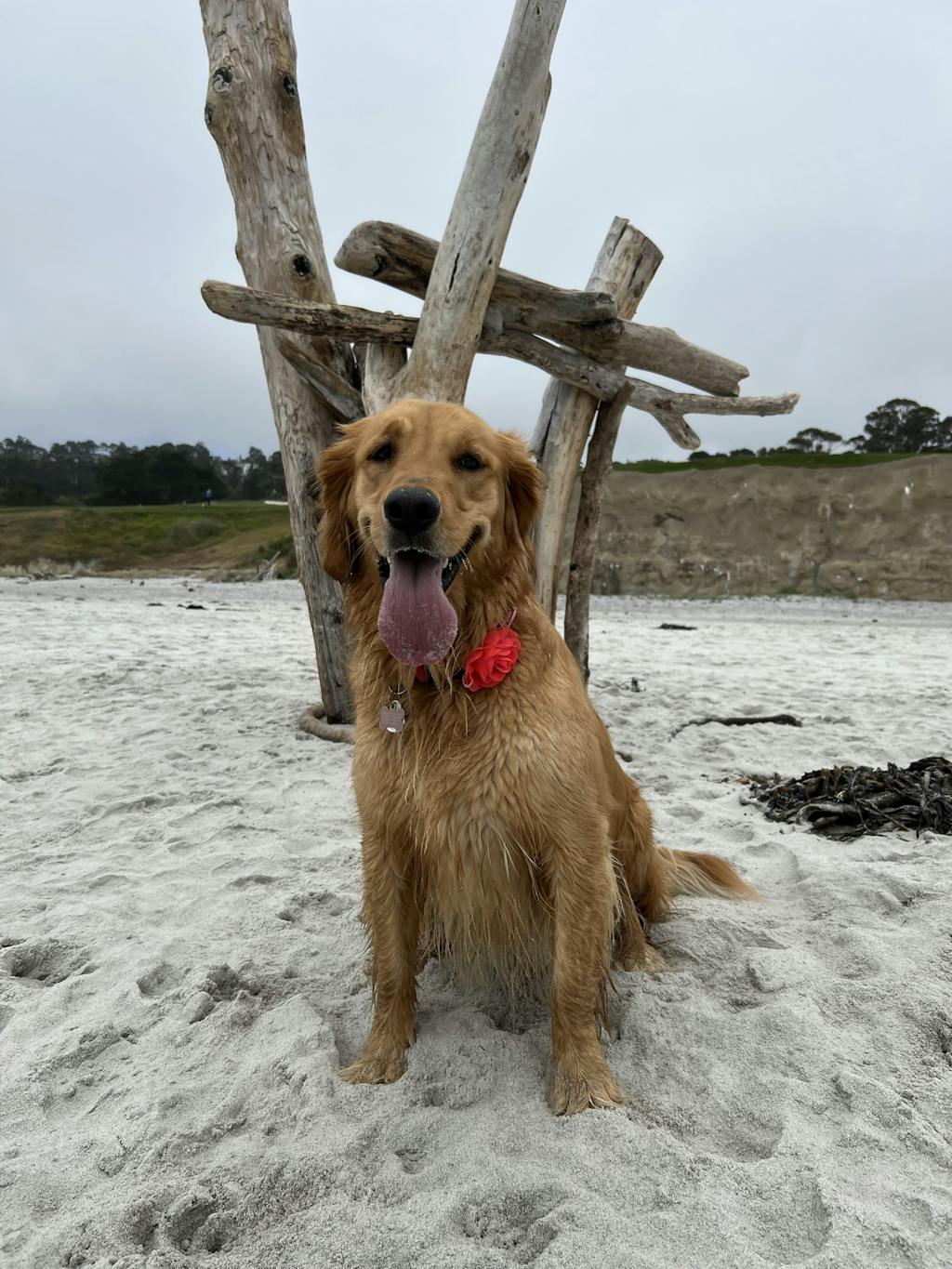 The Original FureverBrush® - Pro Grooming Tool