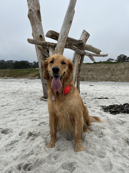 The Original FureverBrush® - Pro Grooming Tool