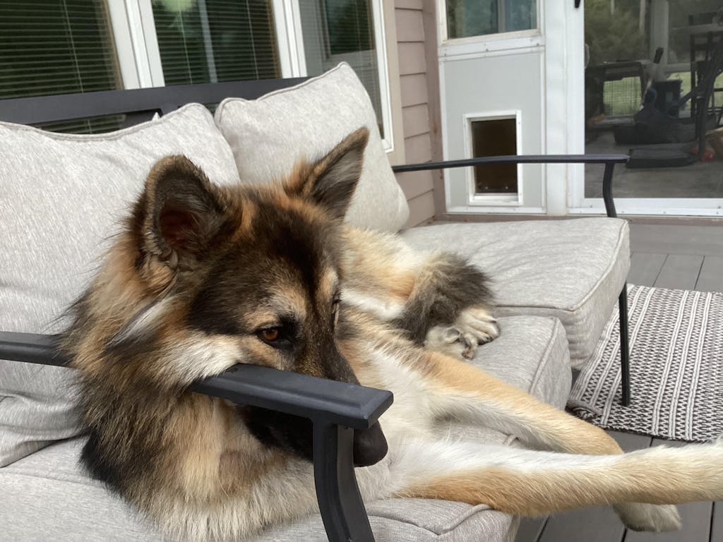 The Original FureverBrush® - Pro Grooming Tool