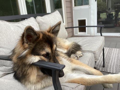 The Original FureverBrush® - Pro Grooming Tool