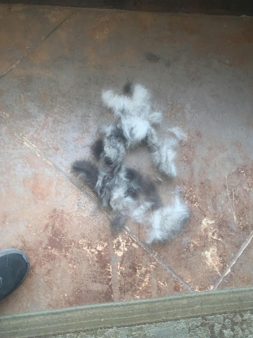 The Original FureverBrush® - Pro Grooming Tool