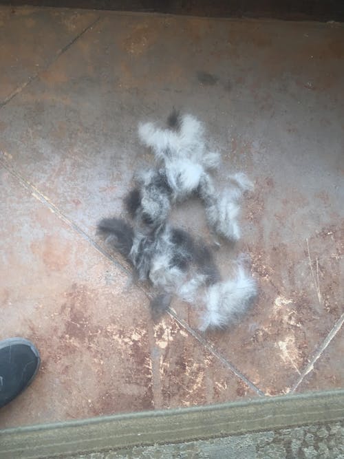 The Original FureverBrush® - Pro Grooming Tool