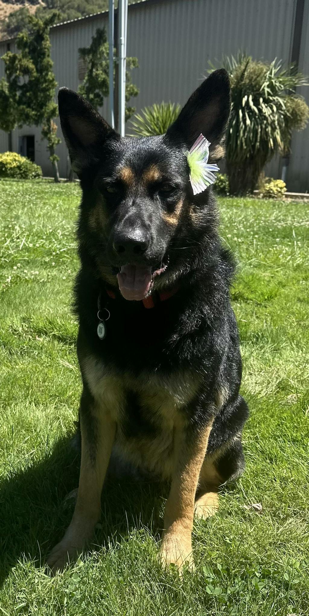 The Original FureverBrush® - Pro Grooming Tool