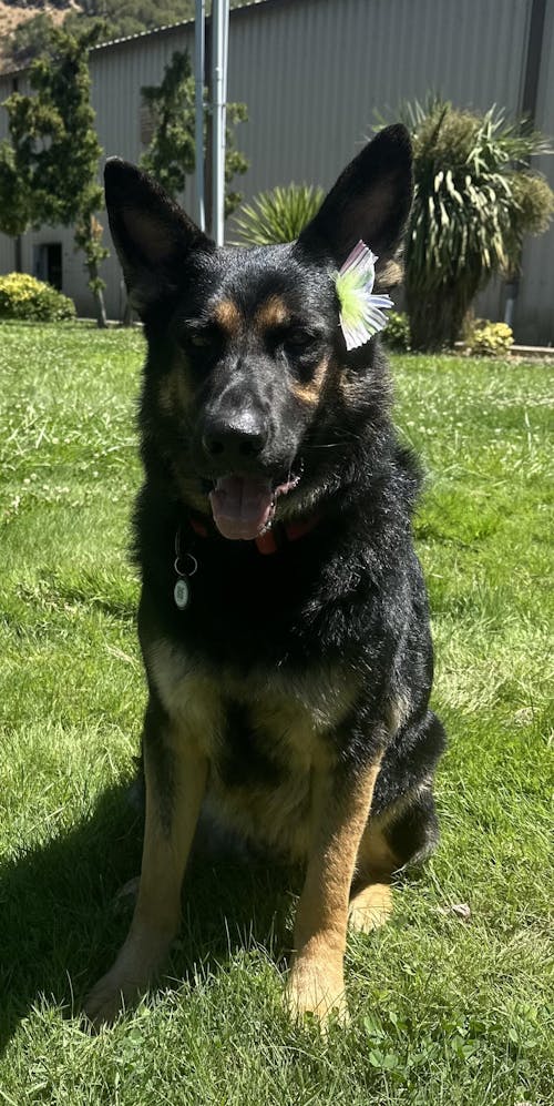 The Original FureverBrush® - Pro Grooming Tool