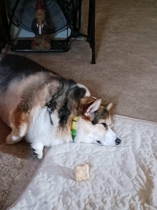 The Original FureverBrush® - Pro Grooming Tool