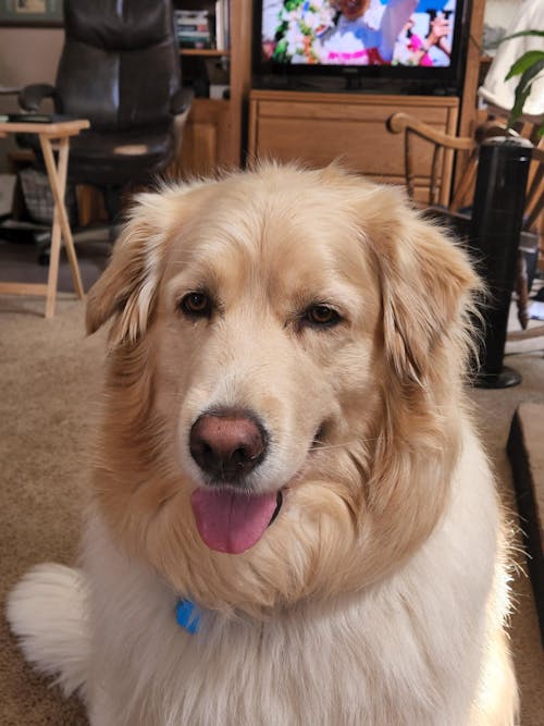 The Original FureverBrush® - Pro Grooming Tool