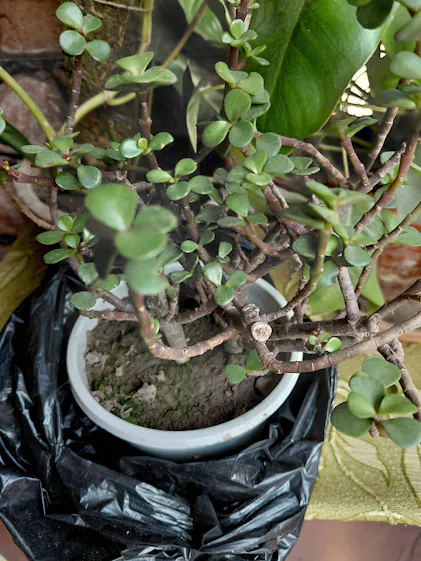 pothos plant fake Artificial Pothos Bush
