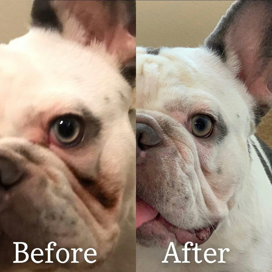 kleen face tear stain remover