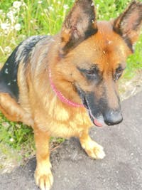 【表示価格より30%OFF ※初回限定】ニュートリーツ バイタルズプラス 犬用 オメガ3 関節皮膚サポート 45日お試しパック