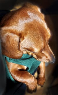 【表示価格より30%OFF ※初回限定】ニュートリーツ バイタルズプラス 犬用 オメガ3 関節皮膚サポート 45日お試しパック