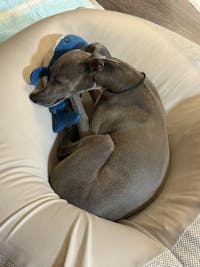 ニュートリーツ バイタルズプラス 犬用 オメガ3 関節皮膚サポート サプリメント