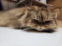 【表示価格より30%OFF ※初回限定】ニュートリーツ バイタルズプラス 猫用 オメガ3 関節皮膚サポート 45日お試しパック