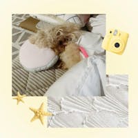 ニュートリーツ バイタルズプラス 犬用 オメガ3 関節皮膚サポート サプリメント