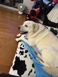 ニュートリーツ バイタルズプラス 犬用 オメガ3 関節皮膚サポート サプリメント