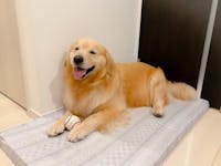 ニュートリーツ バイタルズプラス 犬用 オメガ3 関節皮膚サポート サプリメント