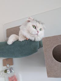 【表示価格より30%OFF ※初回限定】ニュートリーツ バイタルズプラス 猫用 オメガ3 関節皮膚サポート 45日お試しパック