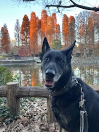 ニュートリーツ バイタルズプラス 犬用 オメガ3 関節皮膚サポート サプリメント