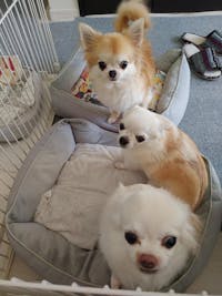 ニュートリーツ バイタルズプラス 犬用 オメガ3 関節皮膚サポート サプリメント