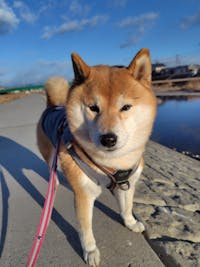 ニュートリーツ バイタルズプラス 犬用 オメガ3 関節皮膚サポート サプリメント